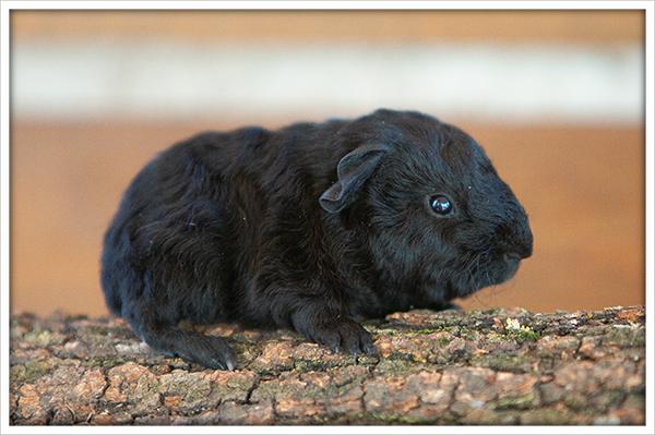 Nuummite naissance